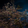今さら桜　ｐａｒｔ.1