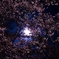 今さら桜　ｐａｒｔ.3