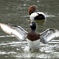 珍鳥