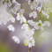 桜雨に李の花