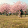桜を見る二人