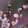 ume