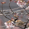 桜と雀