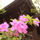 五月の花