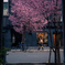 桜の木の下で・・・