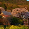 枝垂れ桜咲くお寺