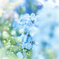 Blue Spring