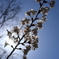 太陽と桜