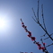 太陽と梅