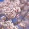桜花