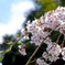 DSCF0228