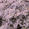 DSCF0232
