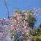 2023年　桜②