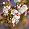 Nature「桜咲く」