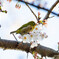 Nature「桜咲く」