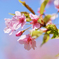 河津桜