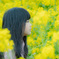 菜の花畑