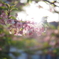 河津桜の透明感