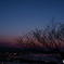 桜と夜景