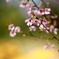 嗚呼、おかめ桜よ