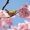 メジロと桜Ⅰ