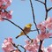 メジロと桜Ⅲ