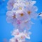 桜週間④