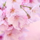 やっぱりかわいいピンクの桜が好き
