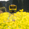 菜の花列車