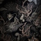 建仁寺双龍図