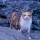 cat@三浦半島