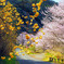 ミツマタ山桜通り