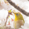 さくらとメジロ