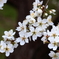 梅の花