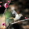 春告鳥①