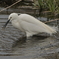 野鳥撮影は、、、、、、