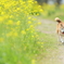 春の足取り