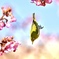 直下降するサクジロー‼︎