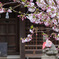 神社の桜