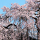 瓦の屋根と枝垂桜