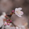 一輪桜