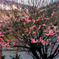 紅梅