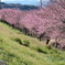 P1035181　河津桜の並木