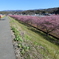 P1035182　河津桜咲く散歩道