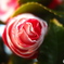 道端に咲く花