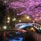 夜桜