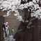 新井薬師 梅照院　＊　春桜