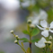 茶花二題・利休梅