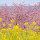 空と桜と菜の花と