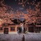 石塀小路へ誘う夜桜